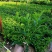非洲茉莉20-30高3斤袋7斤袋欢迎前来咨询