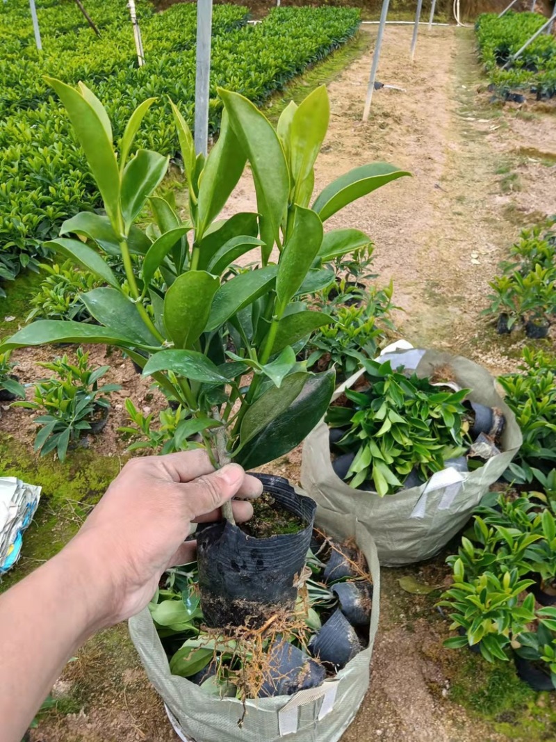 非洲茉莉20-30高3斤袋7斤袋欢迎前来咨询