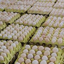 鸡场供货，双色360枚净重36.5左右每天鲜蛋100多箱