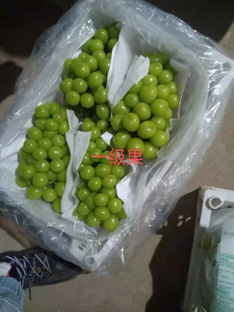 阳光玫瑰