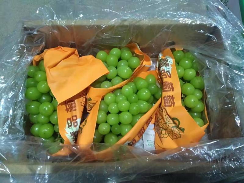 阳光玫瑰