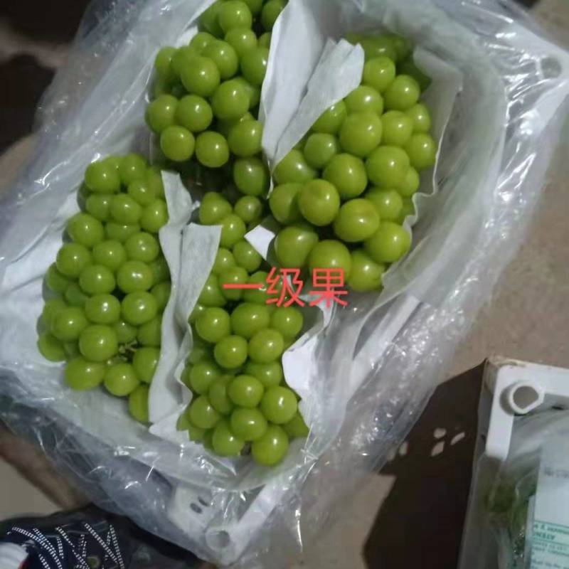 阳光玫瑰