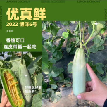万亩博洋61甜瓜三包政策无后顾之忧对接线上商超