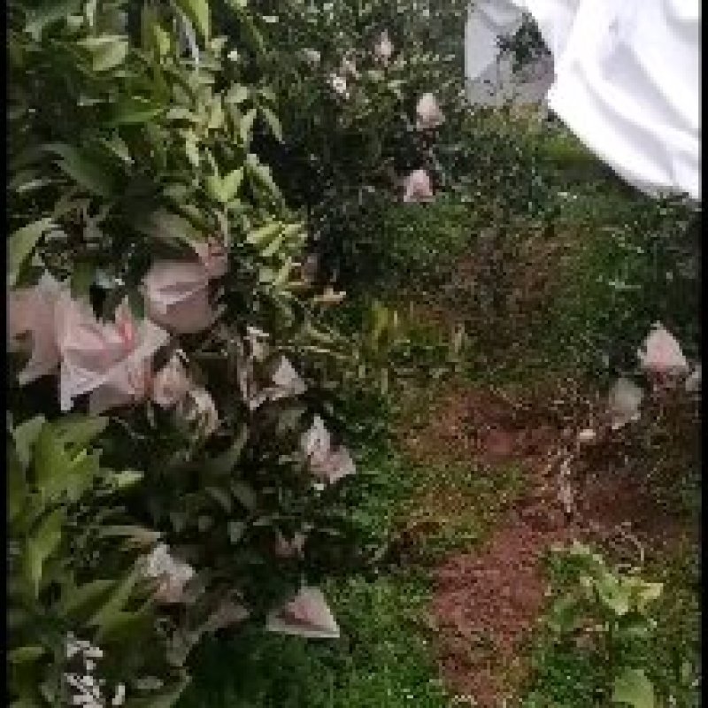 春见柑橘彭山耙耙柑纯甜化渣