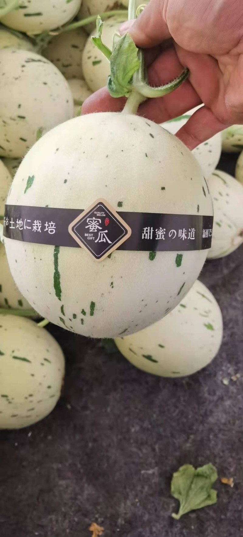 蜜露甜瓜月露甜瓜万亩种植基地对接电商团队市场商超