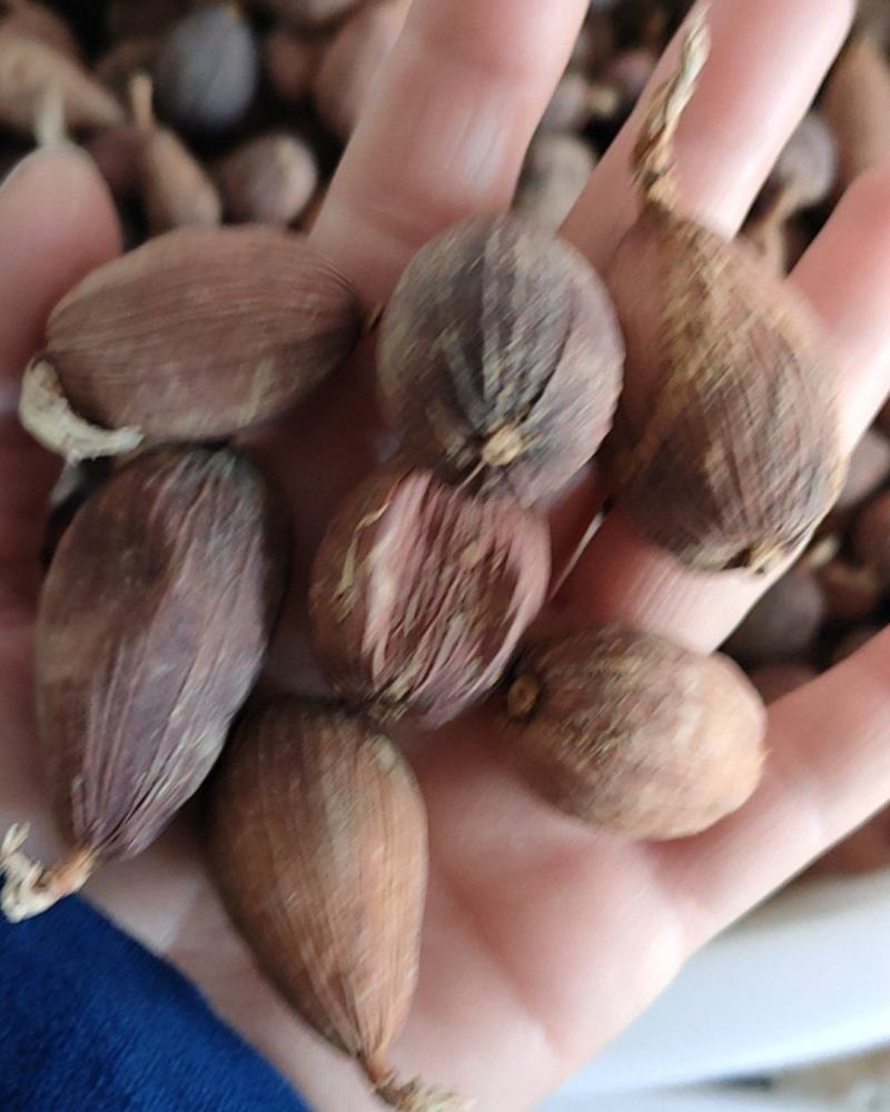 草果，云南大个头草果无硫好货，个头大颜色新鲜，