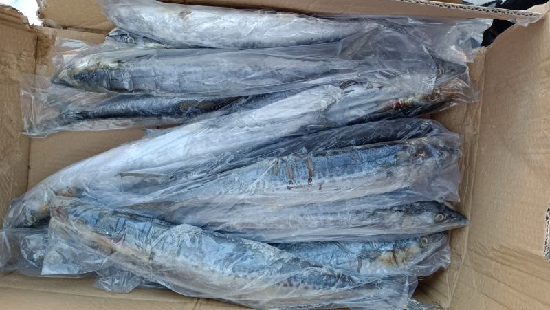 旭洋海产燕尾鲅鱼，春节实用海产品！