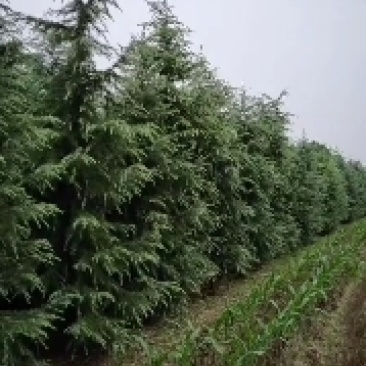 雪松