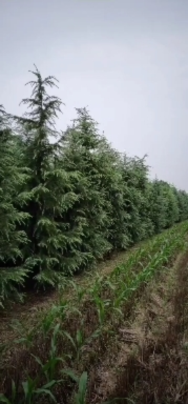 雪松