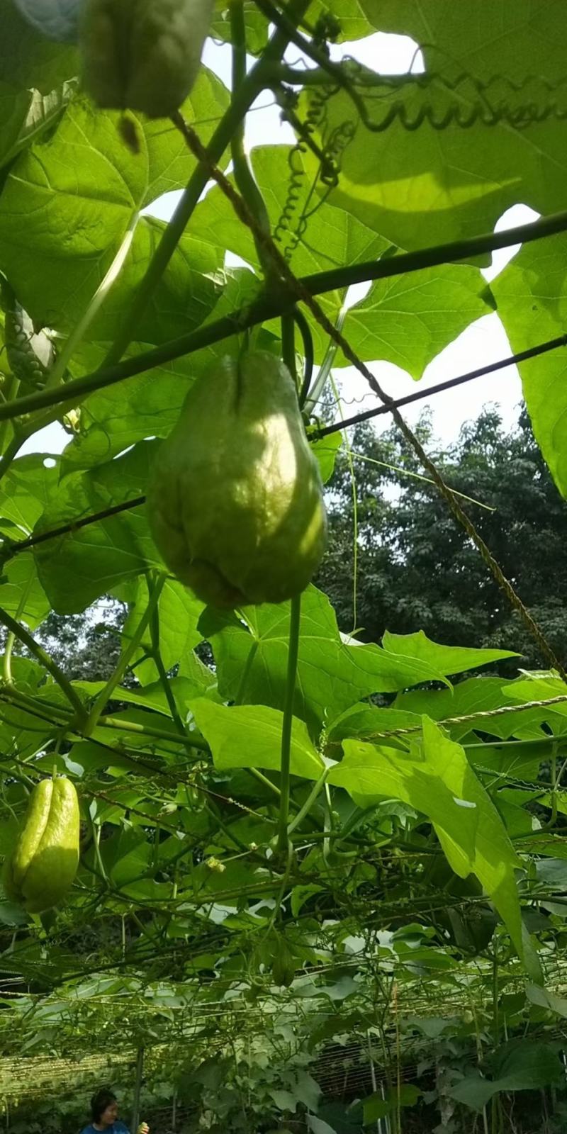 徐闻县基地精品佛手瓜，诚信经营，全国代发