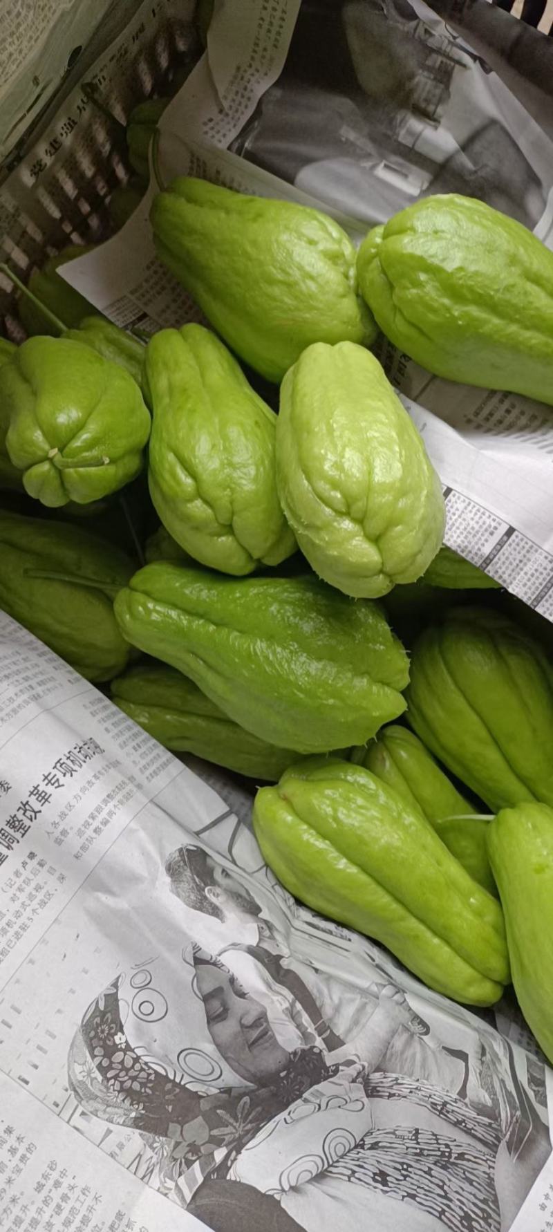 徐闻县基地精品佛手瓜，诚信经营，全国代发