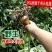 深山原生态营养食品荞麦叶百合粉纯粉非研磨粉古法制作