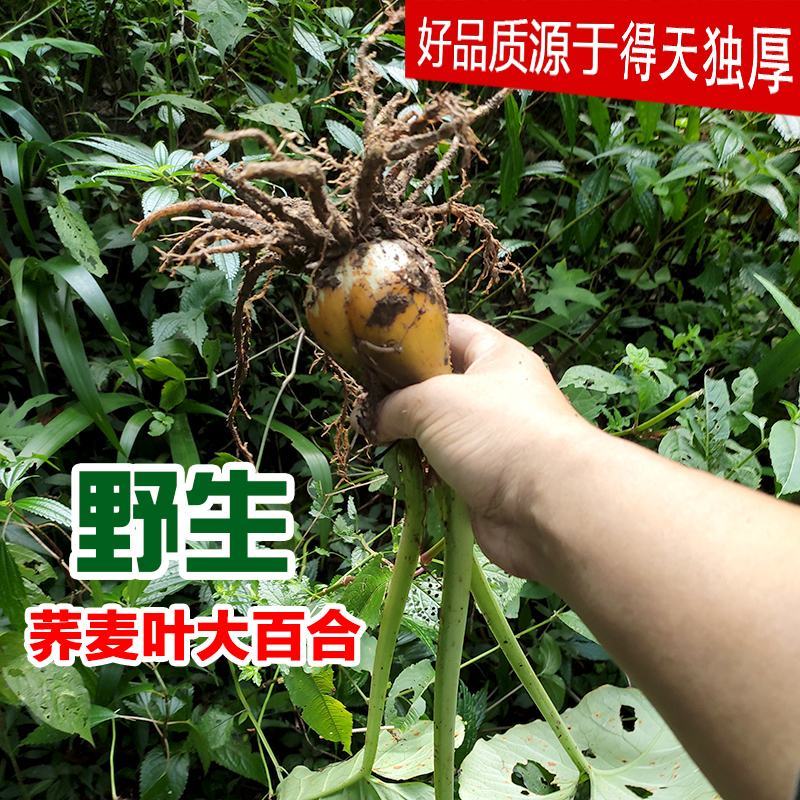 深山原生态营养食品荞麦叶百合粉纯粉非研磨粉古法制作