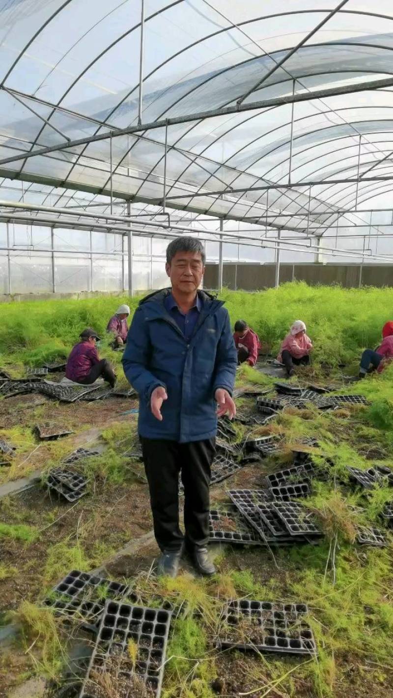 半年可采芽多芽粗高产一代芦笋苗盛丰f1苗技术指导