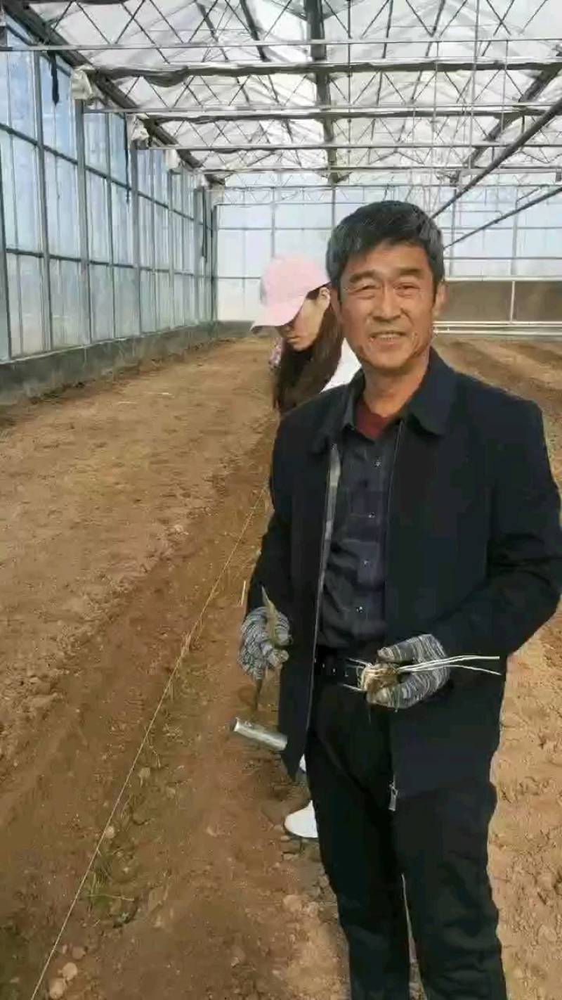 半年可采芽多芽粗高产一代芦笋苗盛丰f1苗技术指导