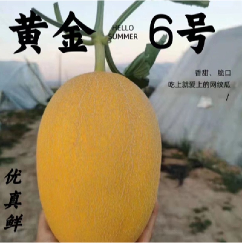 网纹瓜北海一号凤金6号电商供应链商超市场档口