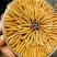 西藏青海甘孜阿坝高海拔冬虫夏草天然晒干(野生干草)