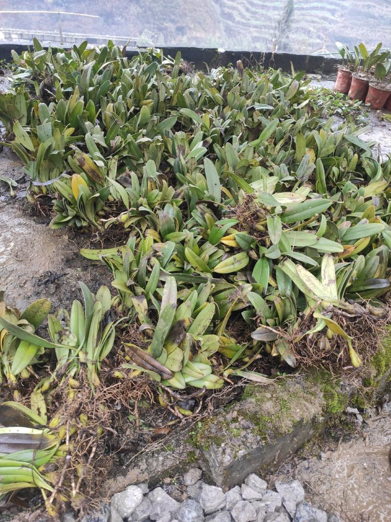 纯野生石仙桃