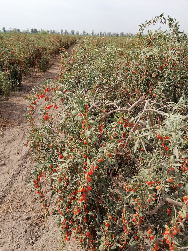 新货宁夏无熏硫枸杞产地直发40斤起大量发货