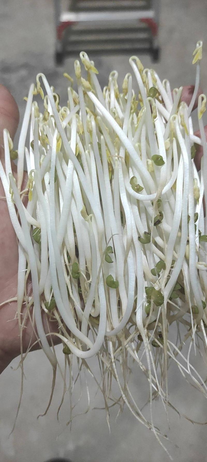 绿之源无公害有机蔬菜