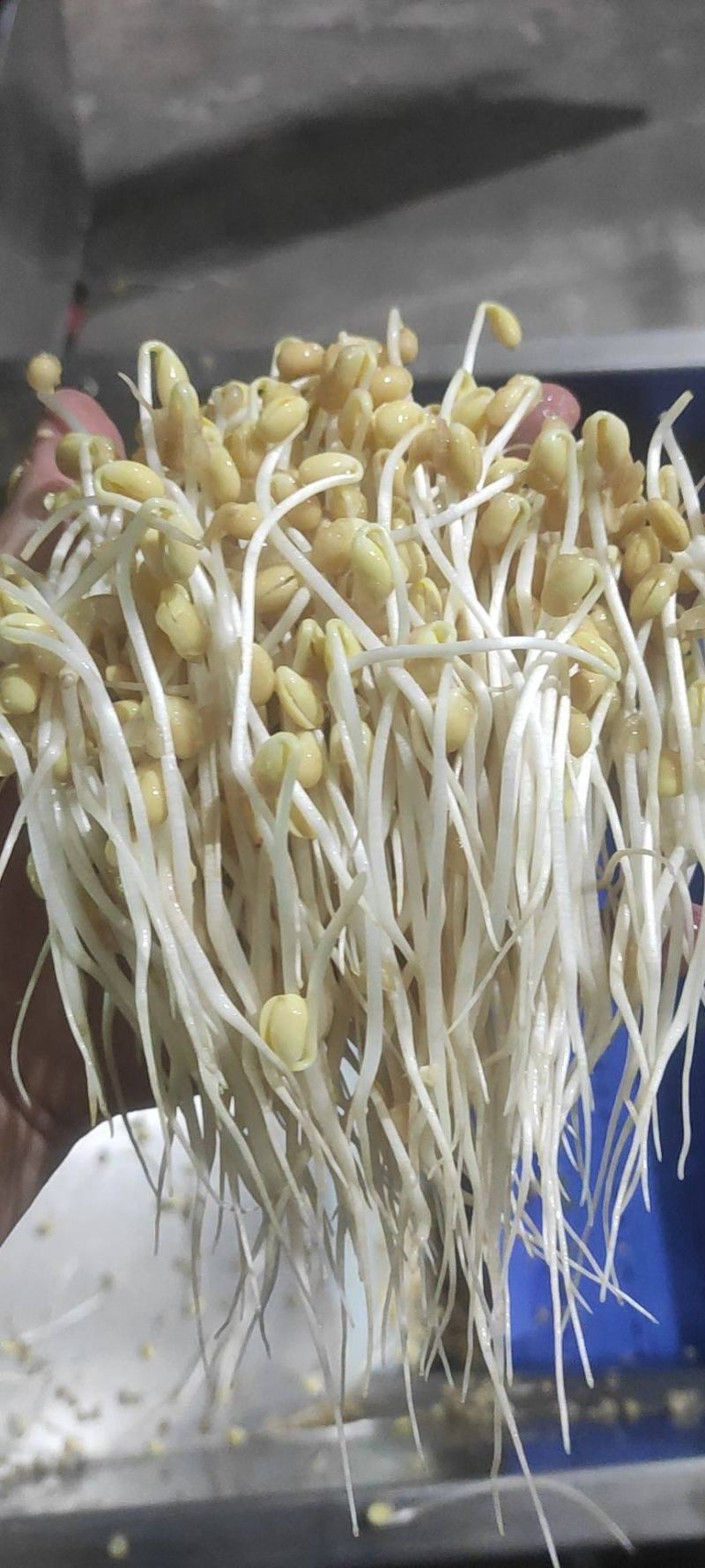 绿之源无公害有机蔬菜