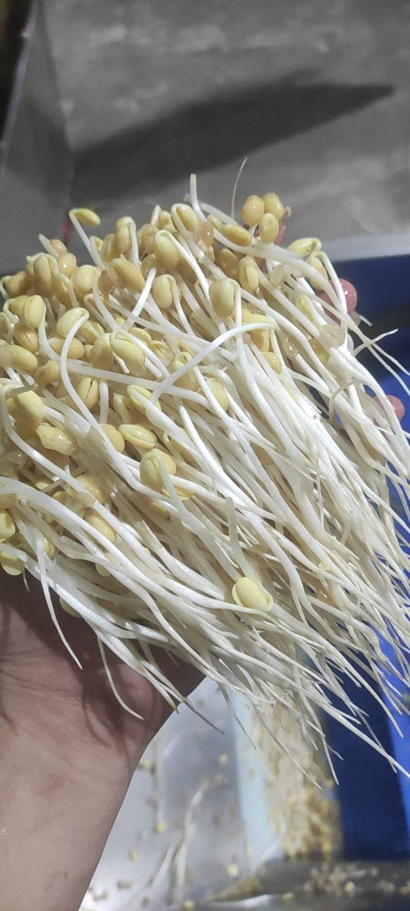 绿之源无公害有机蔬菜