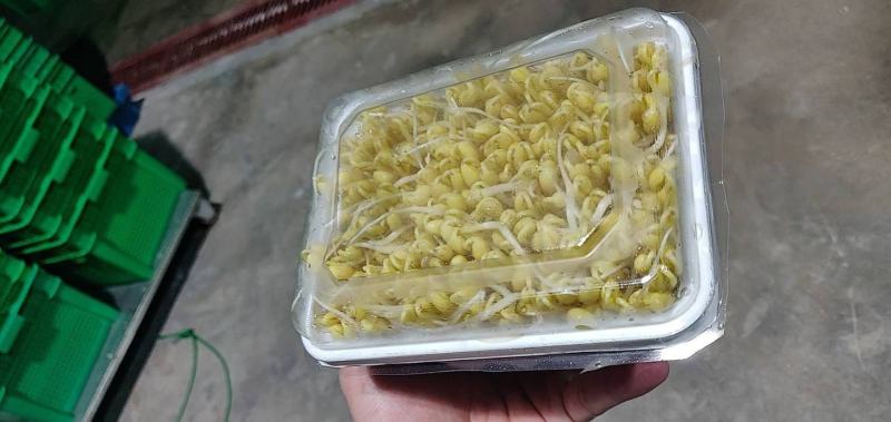 绿之源无公害有机蔬菜