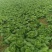 大白菜黄心白菜145大白菜基地大白菜价格美丽