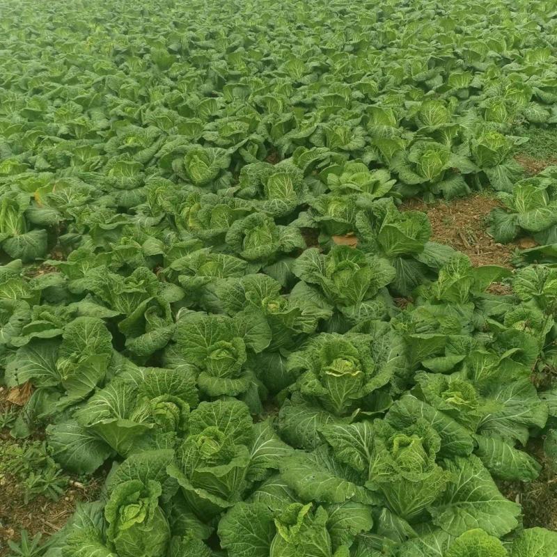 大白菜黄心白菜145大白菜基地大白菜价格美丽