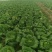大白菜黄心白菜145大白菜基地大白菜价格美丽