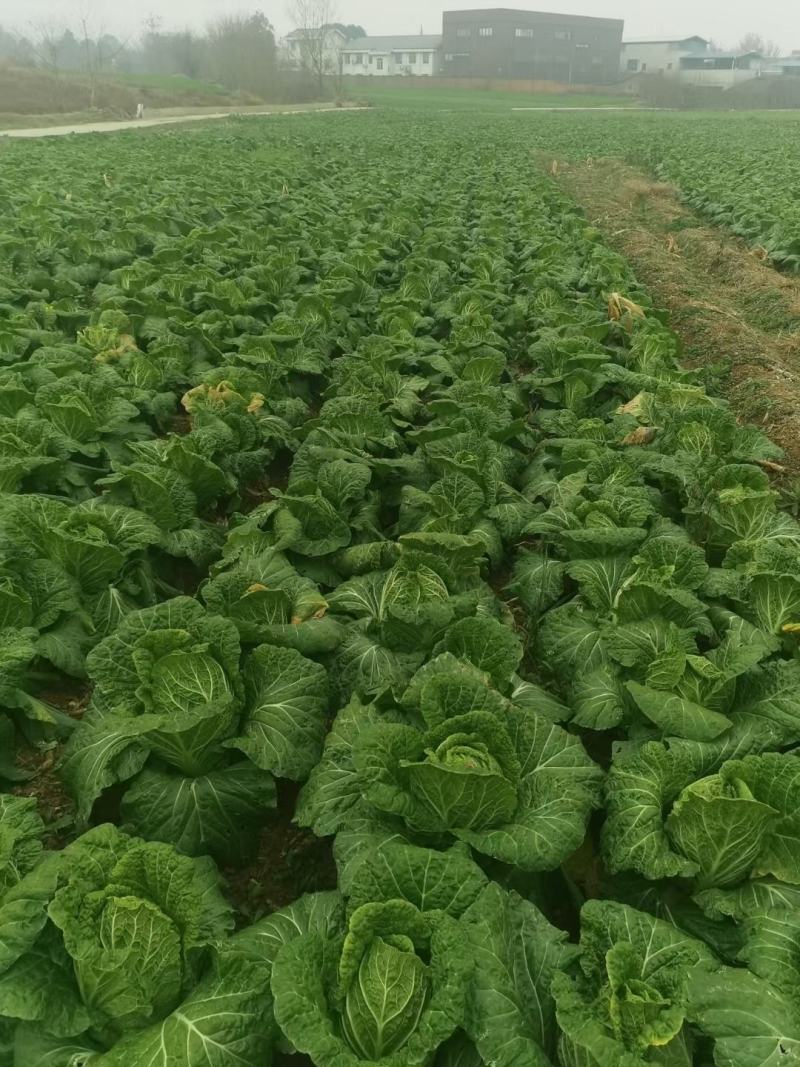 大白菜黄心白菜145大白菜基地大白菜价格美丽
