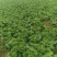 大白菜黄心白菜145大白菜基地大白菜价格美丽