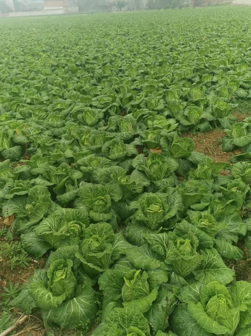大白菜黄心白菜145大白菜基地大白菜价格美丽