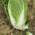 大白菜黄心白菜145大白菜基地大白菜价格美丽