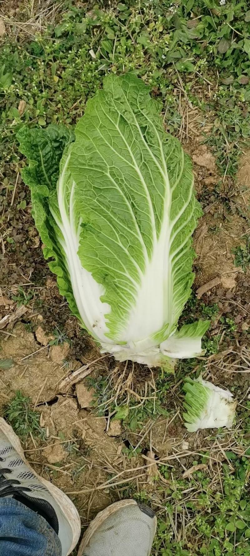 大白菜黄心白菜145大白菜基地大白菜价格美丽