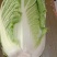 大白菜黄心白菜145大白菜基地大白菜价格美丽