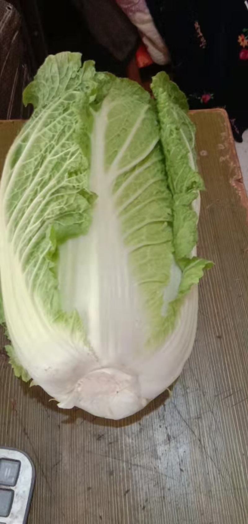 大白菜黄心白菜145大白菜基地大白菜价格美丽