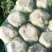 大白菜黄心白菜145大白菜基地大白菜价格美丽