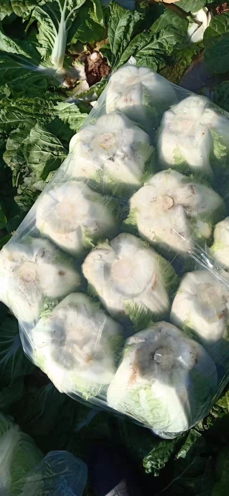 大白菜黄心白菜145大白菜基地大白菜价格美丽