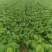 大白菜黄心白菜145大白菜基地大白菜价格美丽