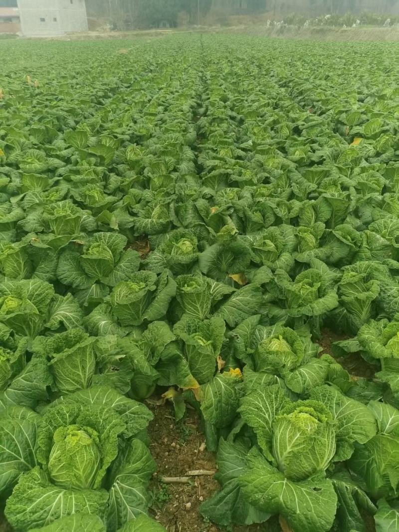大白菜黄心白菜145大白菜基地大白菜价格美丽