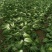 大白菜黄心白菜145大白菜基地大白菜价格美丽