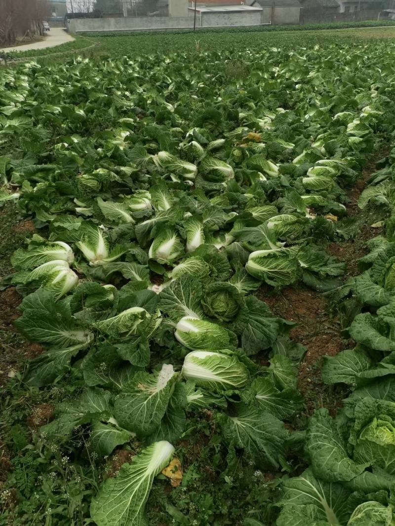 大白菜黄心白菜145大白菜基地大白菜价格美丽