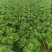 大白菜黄心白菜145大白菜基地大白菜价格美丽
