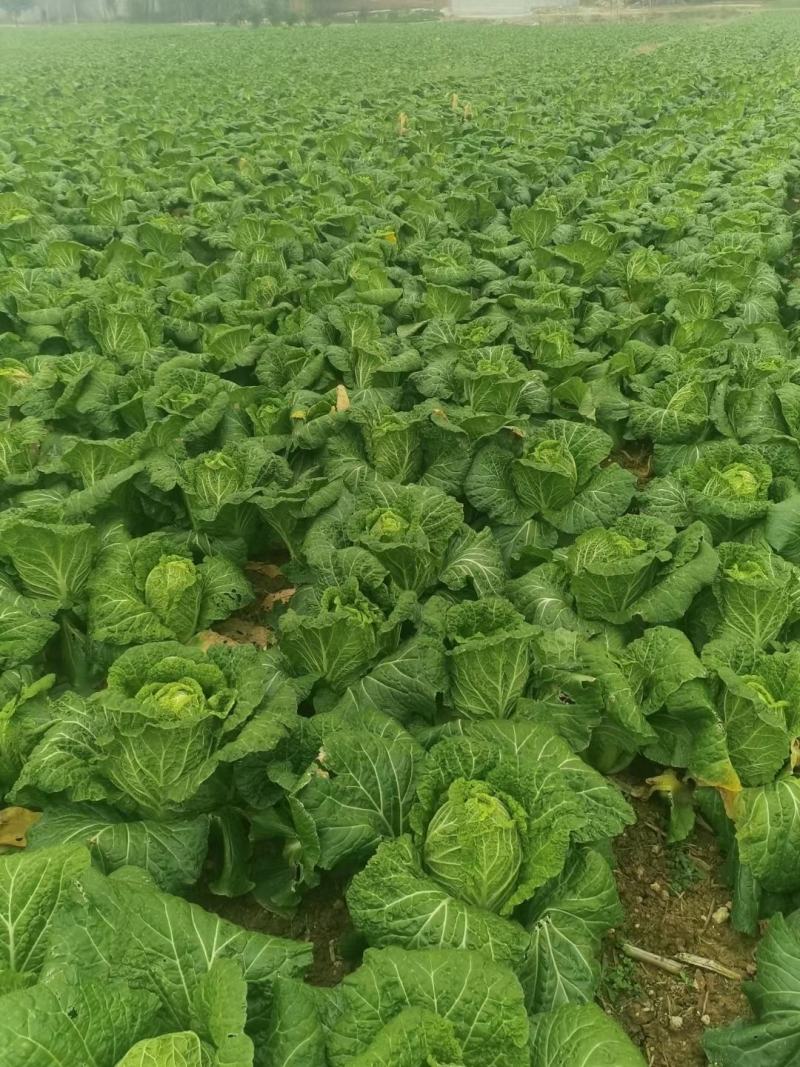大白菜黄心白菜145大白菜基地大白菜价格美丽
