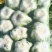 大白菜黄心白菜145大白菜基地大白菜价格美丽
