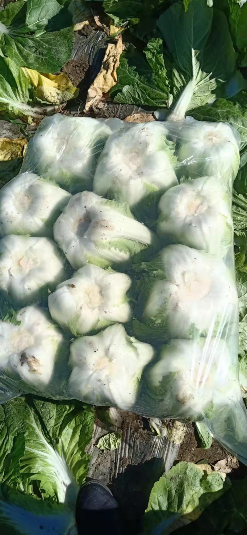 大白菜黄心白菜145大白菜基地大白菜价格美丽