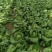 大白菜黄心白菜145大白菜基地大白菜价格美丽