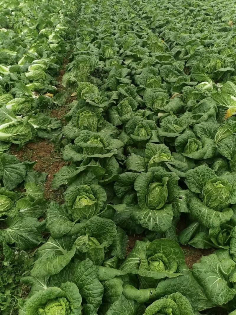 大白菜黄心白菜145大白菜基地大白菜价格美丽