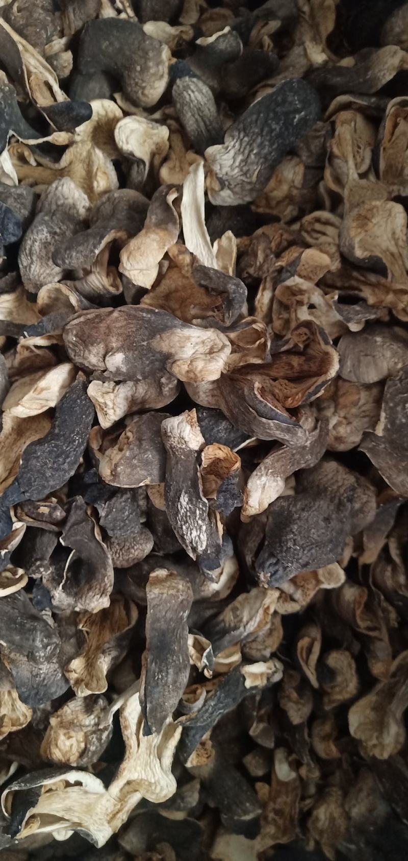自种的干草菇质优价廉，货源充足